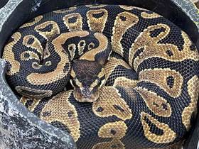 Ball Python