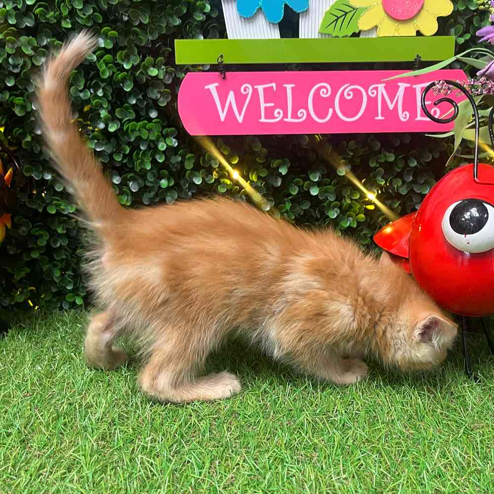 carousel pet images