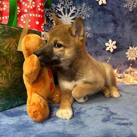 Shiba Inu