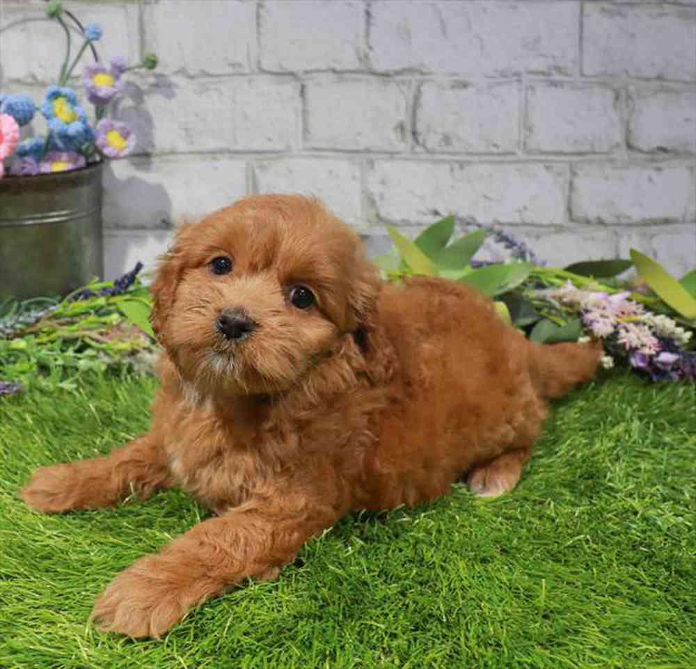 carousel pet images