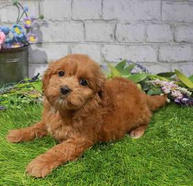 Miniature Goldendoodle