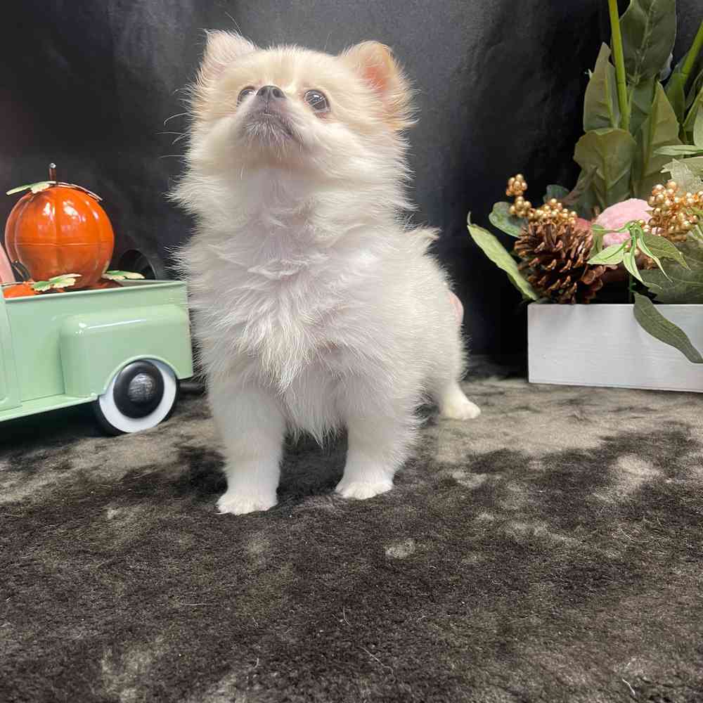 carousel pet images