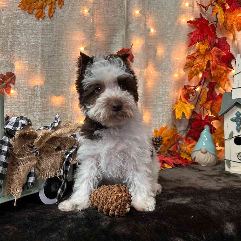 carousel pet images