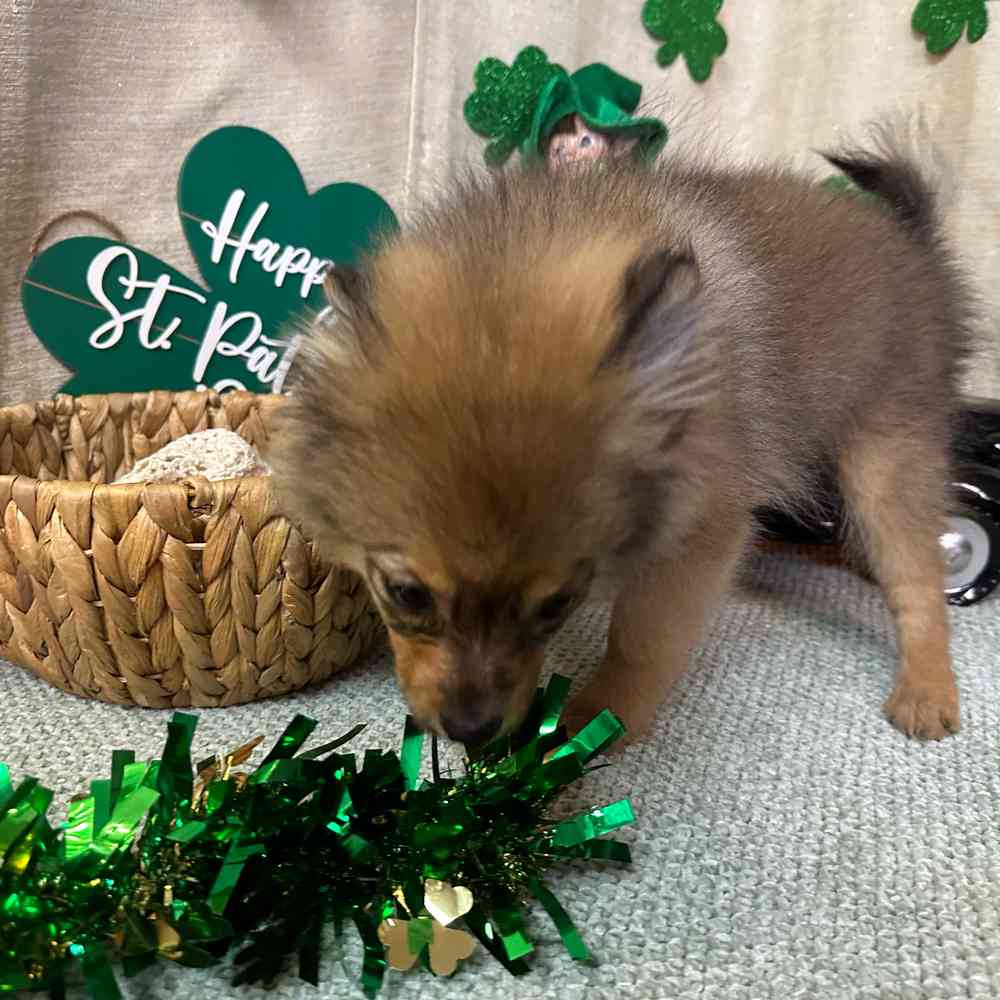 carousel pet images