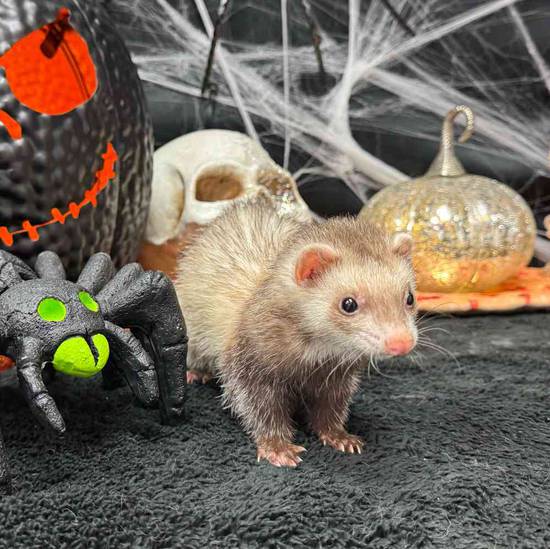Ferret