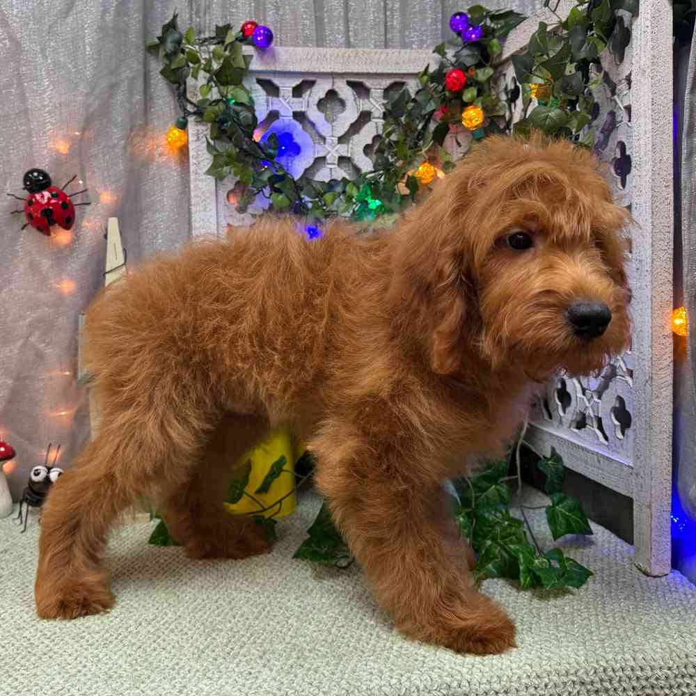 carousel pet images