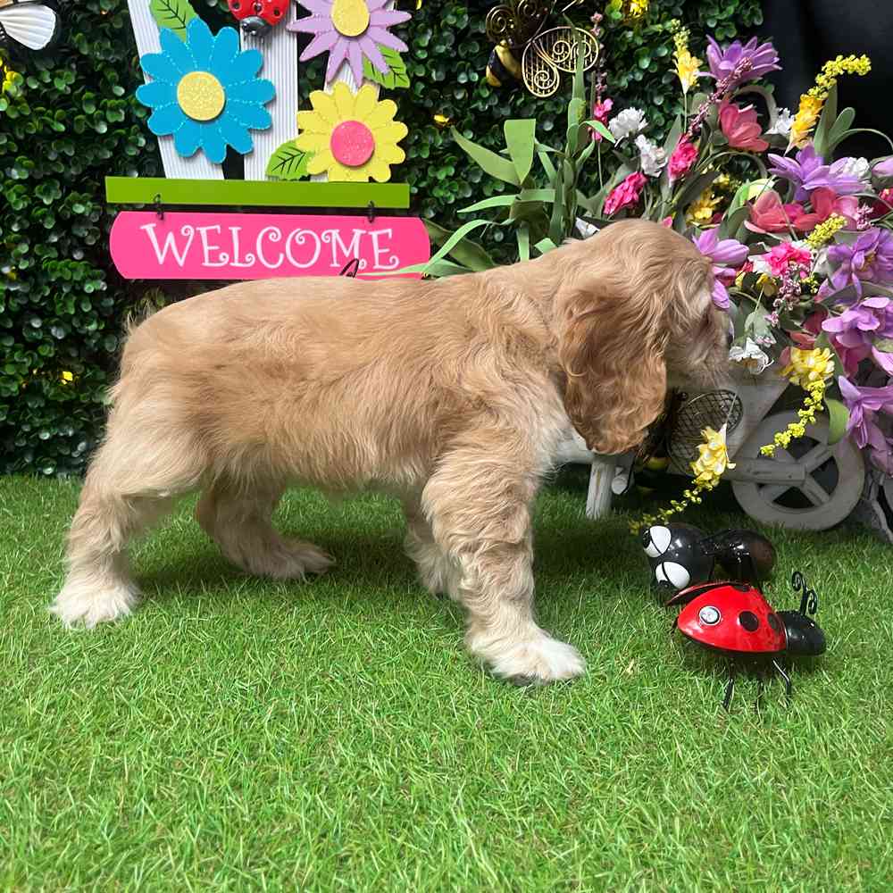 carousel pet images