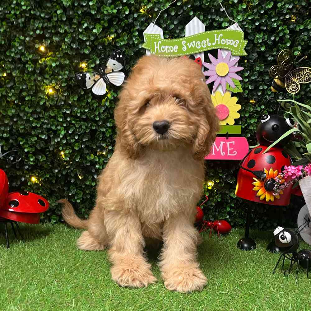 carousel pet images