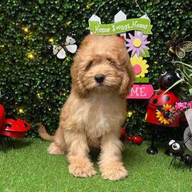 Cockapoo