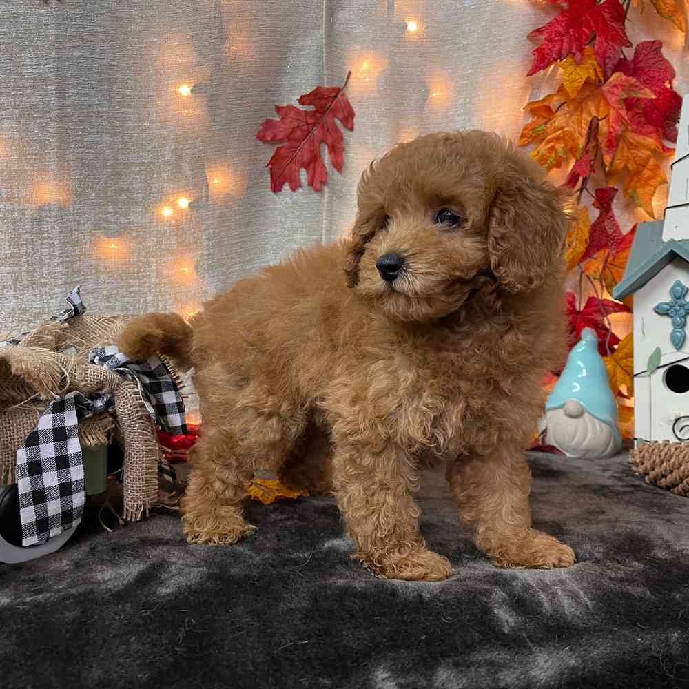 carousel pet images