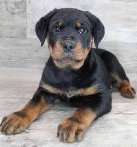 Rottweiler