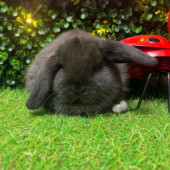 Holland Lop