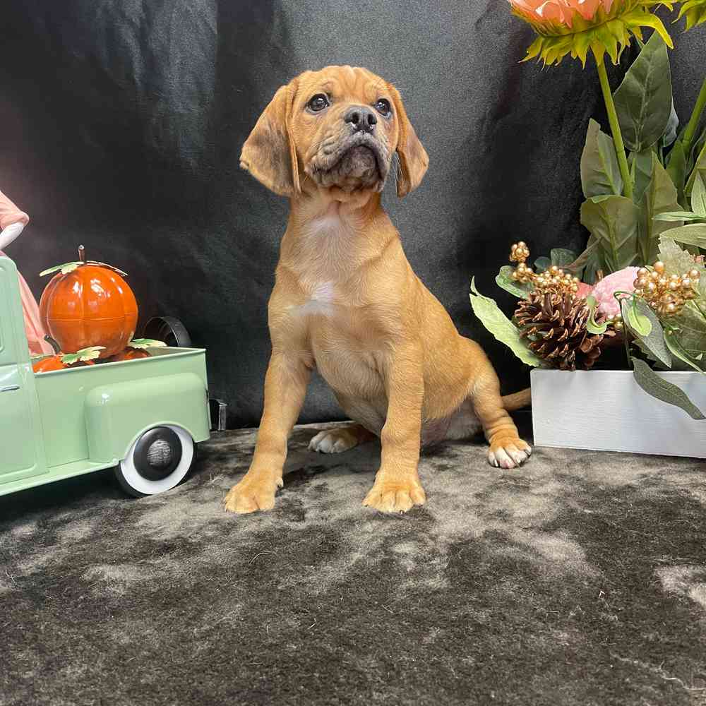 carousel pet images