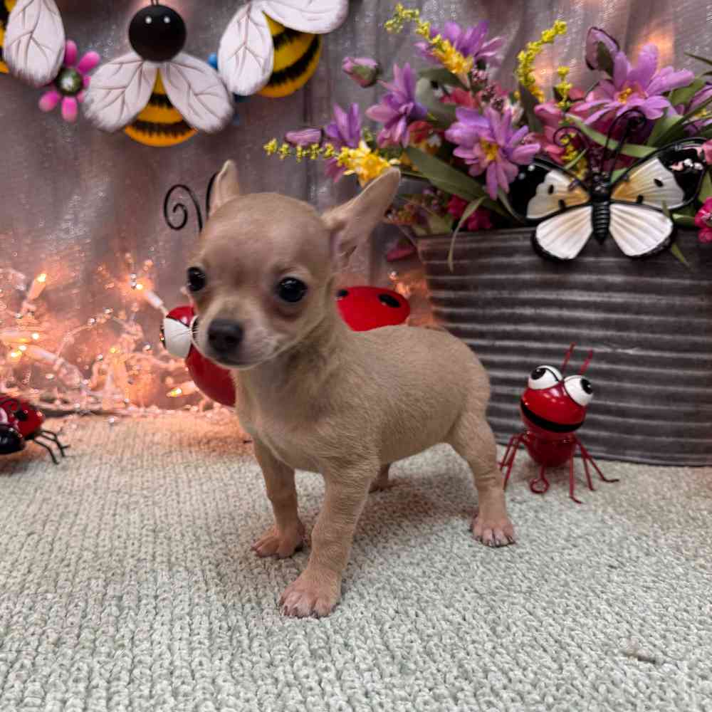 carousel pet images