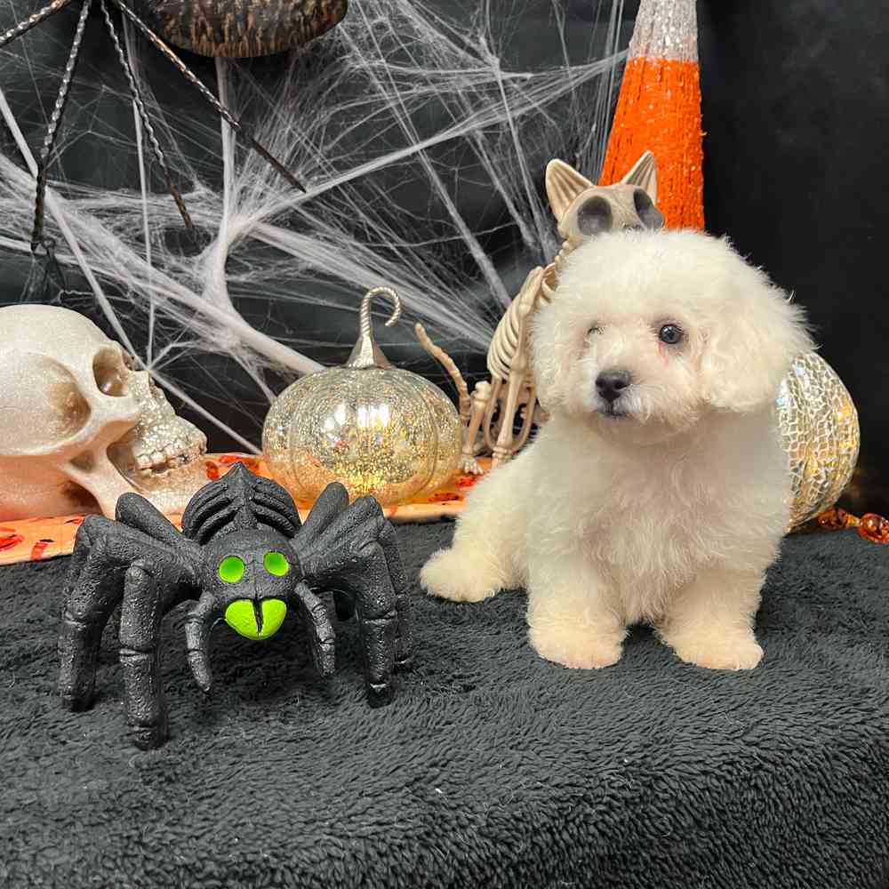 carousel pet images