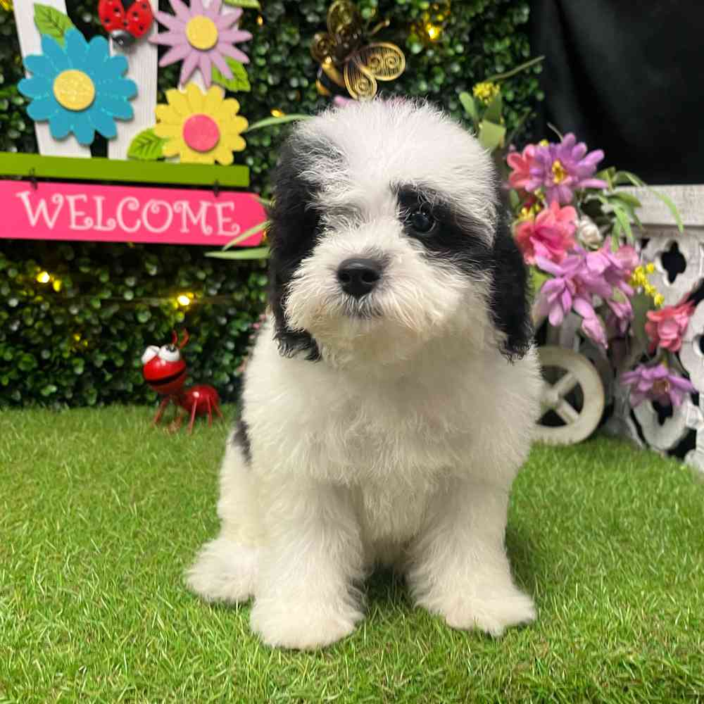 carousel pet images