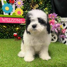 Mini Poodle