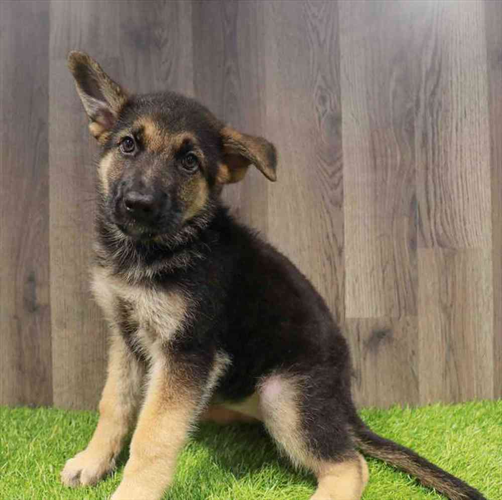 Image of a pet breed in the gallery
