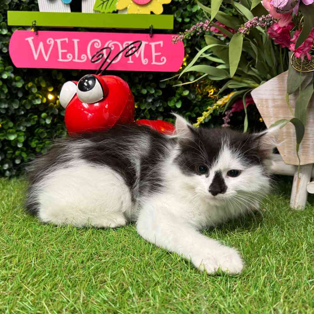 carousel pet images