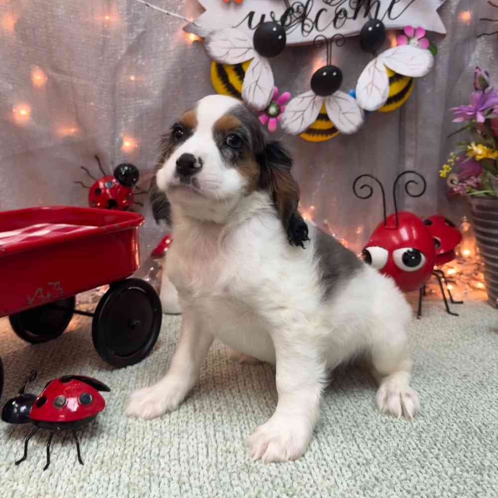carousel pet images