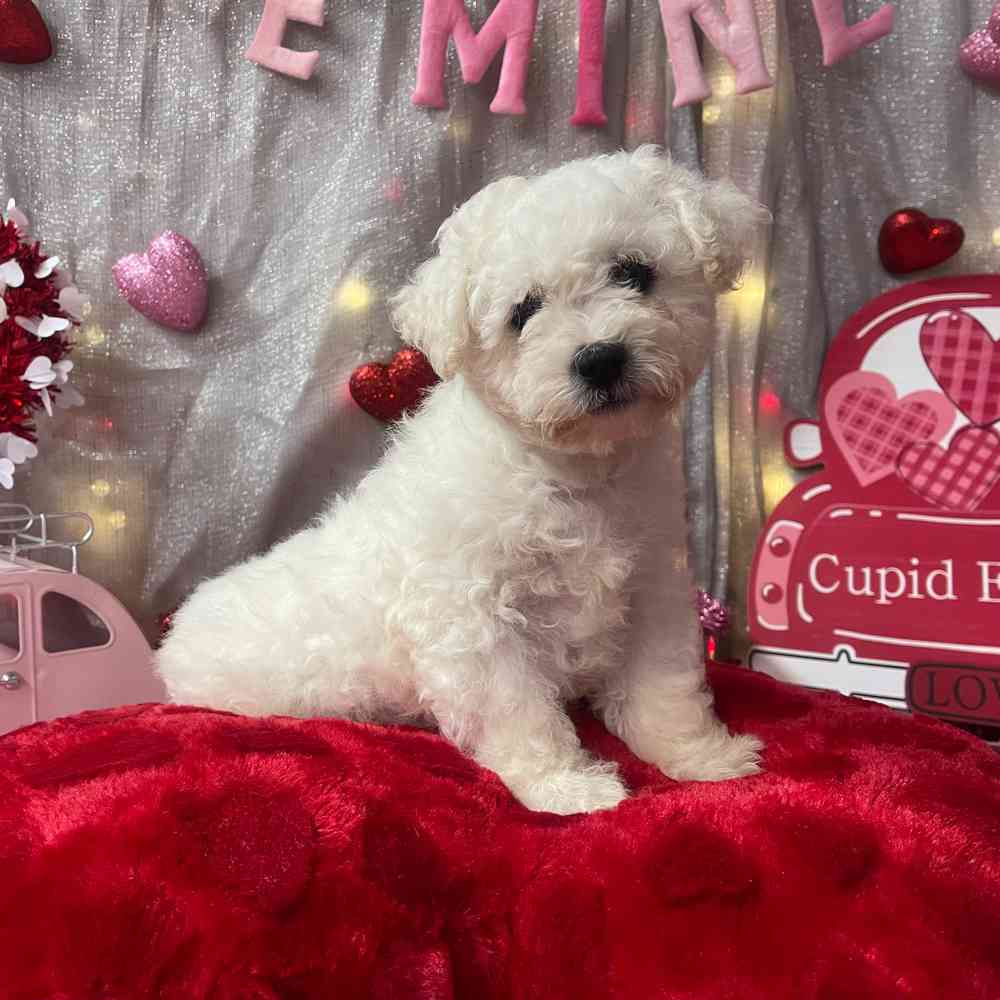 carousel pet images