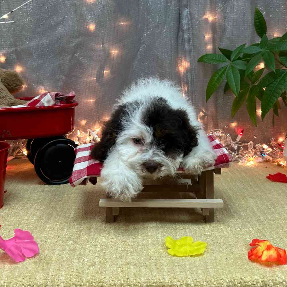 carousel pet images