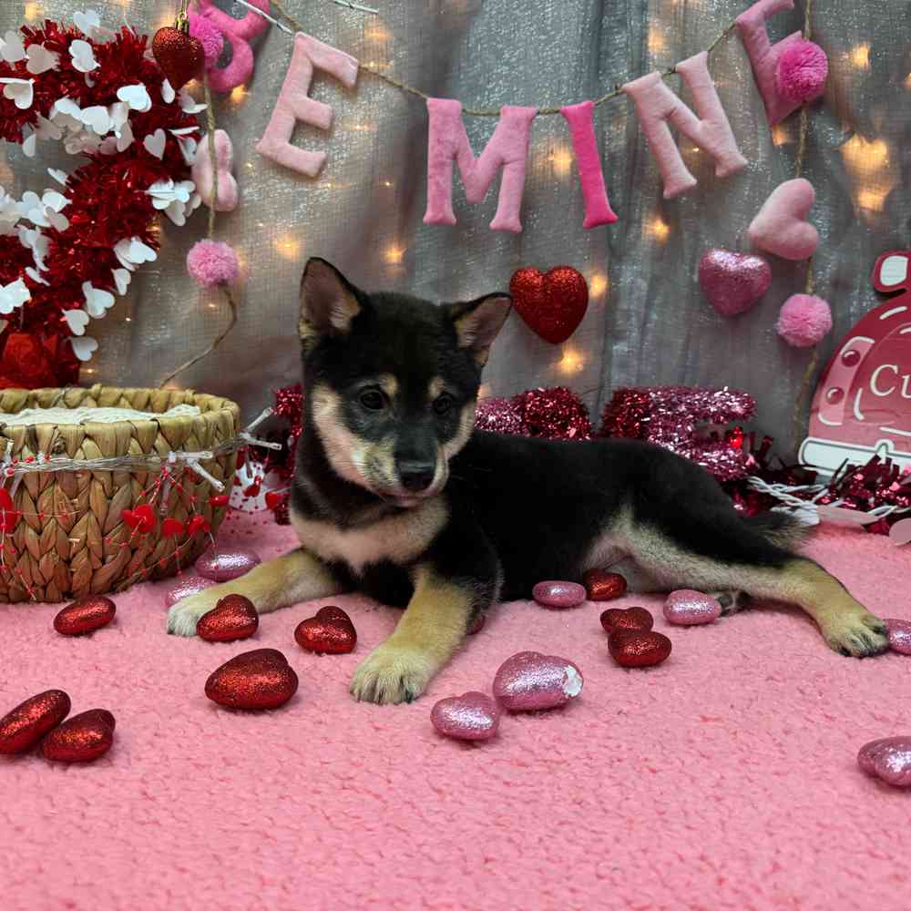 Image of a pet breed in the gallery