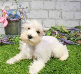 Mini Schnauzer