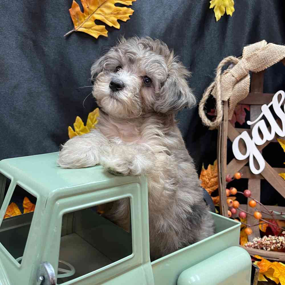 carousel pet images