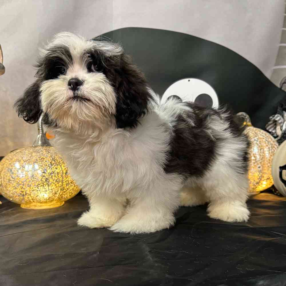 Black and white sales lhasa apso puppy