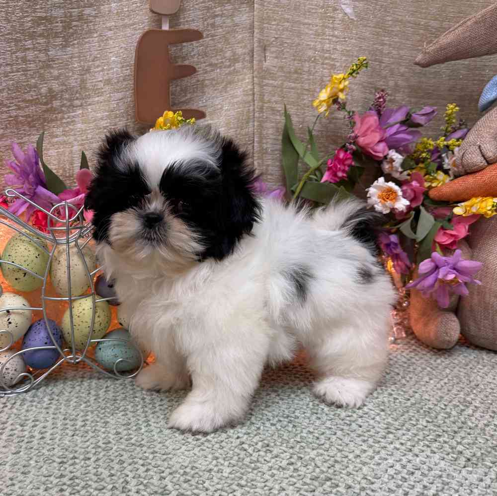 carousel pet images