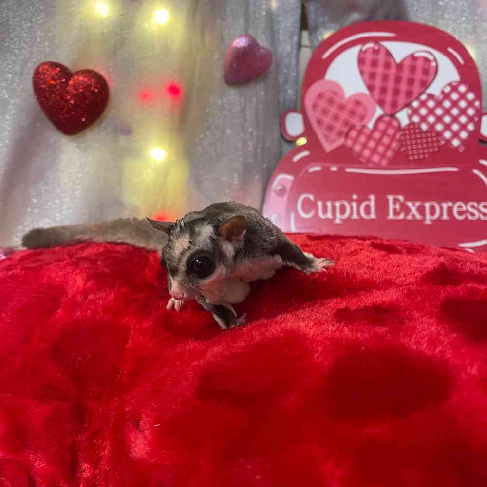 carousel pet images
