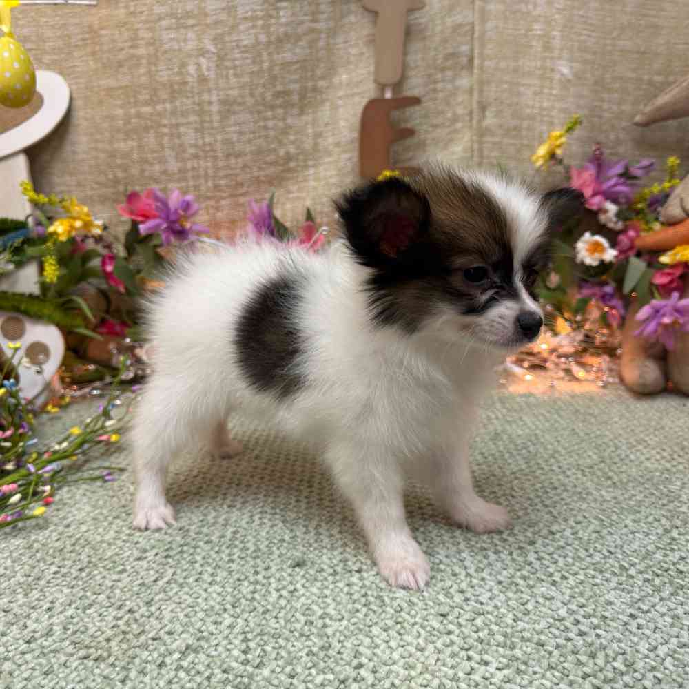 carousel pet images