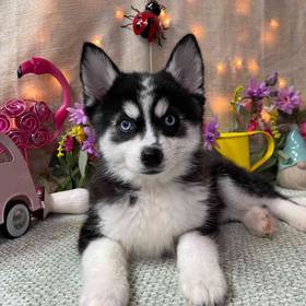 Pomsky