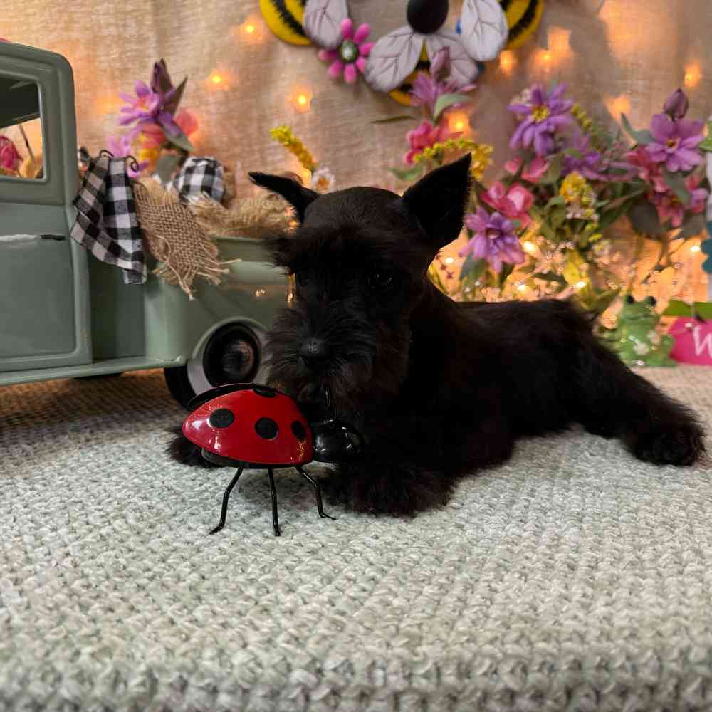 carousel pet images