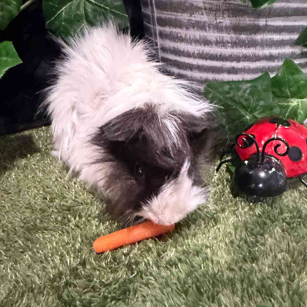 carousel pet images