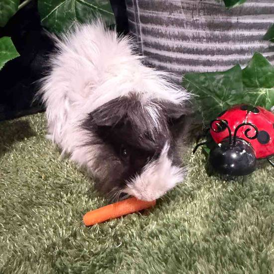 Peruvian Guinea Pig