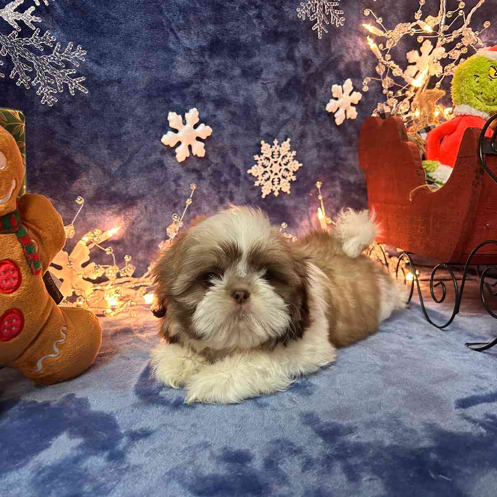 carousel pet images