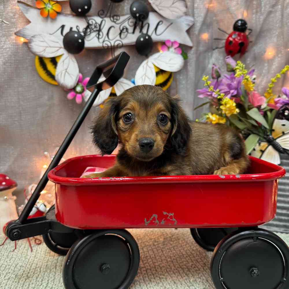 Image of a pet breed in the gallery