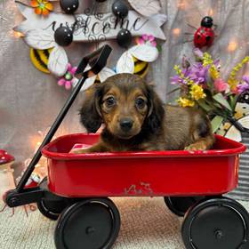 Dachshund