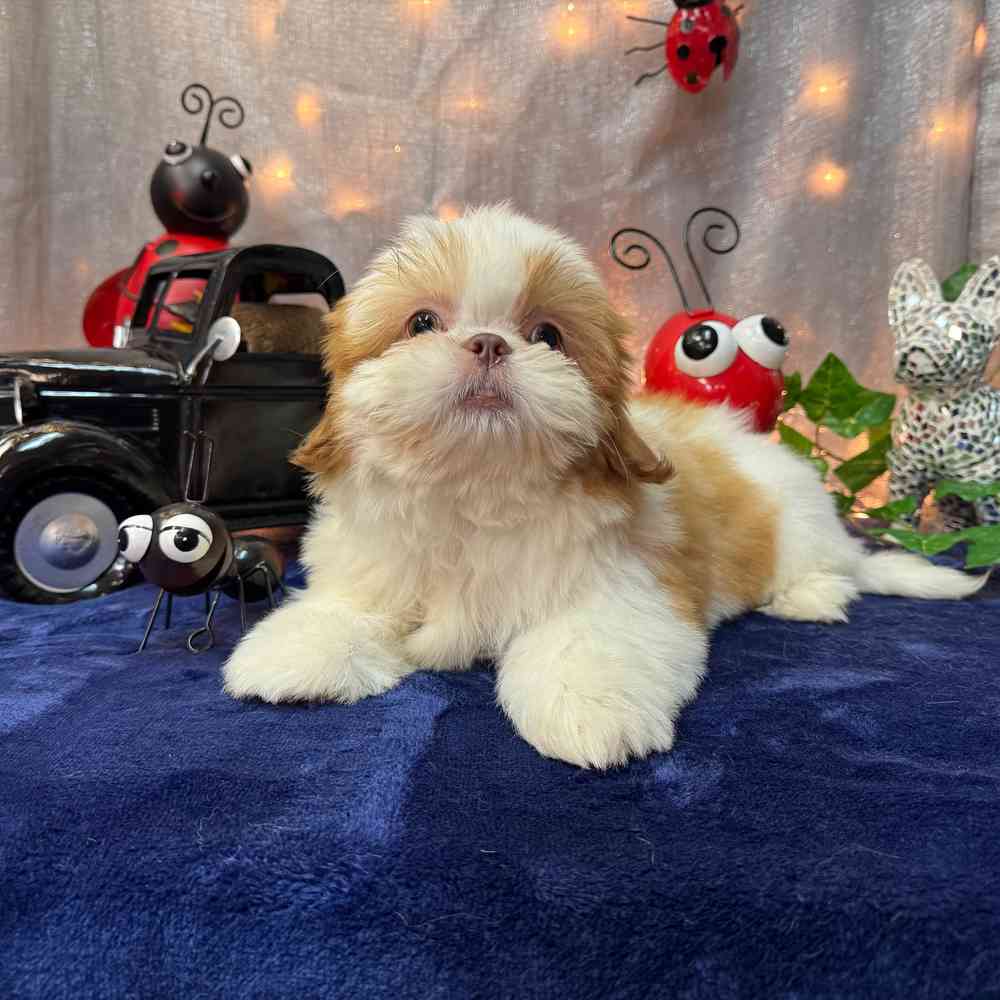 carousel pet images