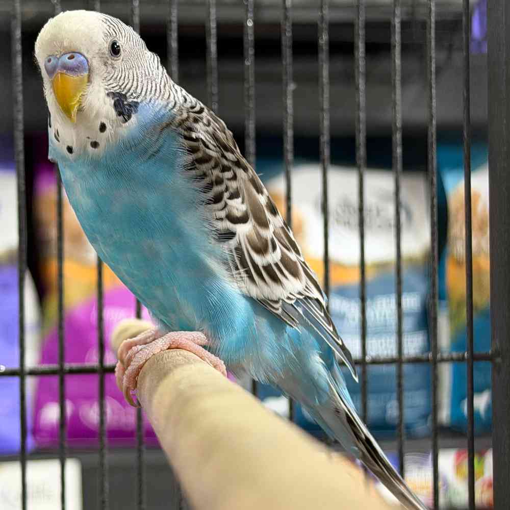 carousel pet images