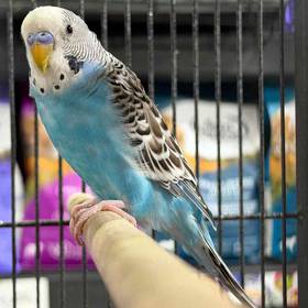 Parakeet