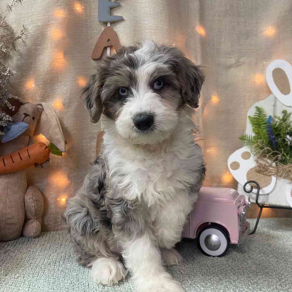 carousel pet images