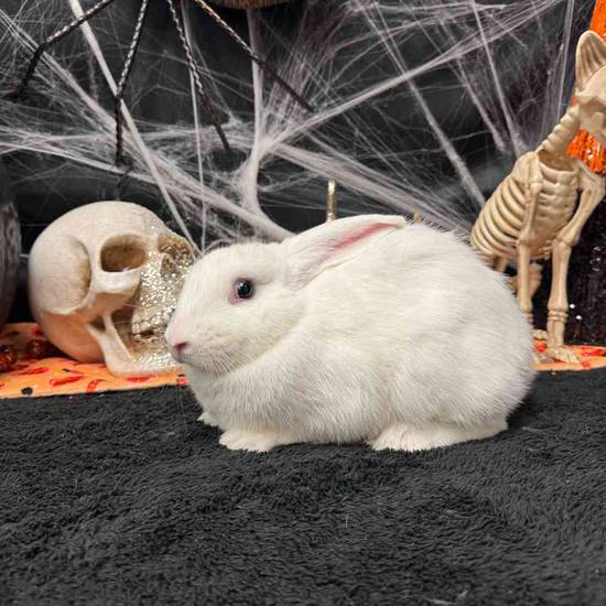 Flemish Giant Holland Lop Mix
