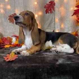Basset Hound