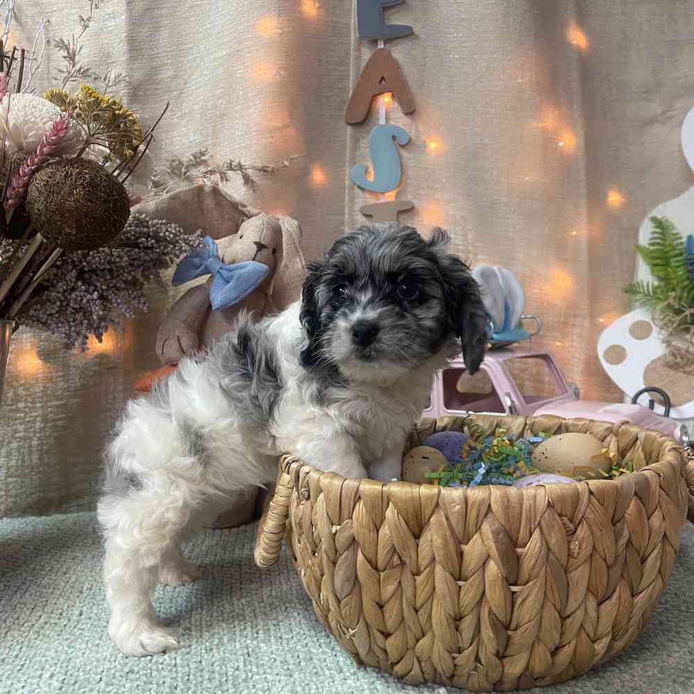 carousel pet images