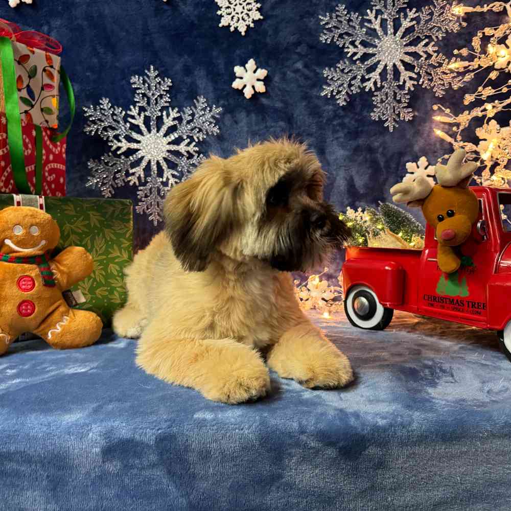 carousel pet images