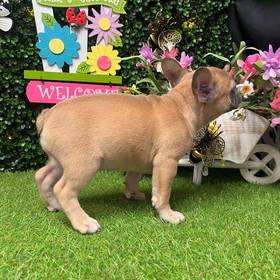 French Bulldog
