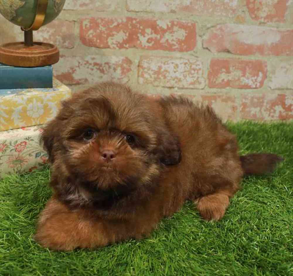 carousel pet images